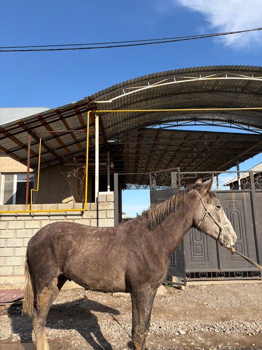 Үш жасар жылқы сатылады саудасы бар