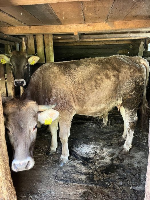 vând 2 jurimci la a doua fatare