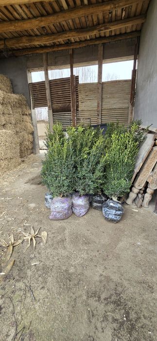 Shamshot,Skarvorkert archa Arizoniskikiparis,majvelnik. Tuya smarakta,