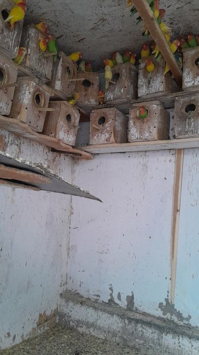 Pui agaponis rosencolis