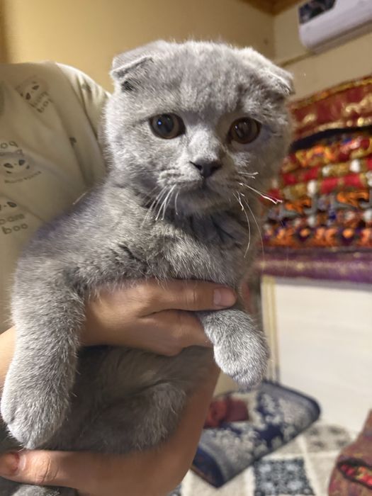 Мушукча сотилади 7 ойлик угил бола