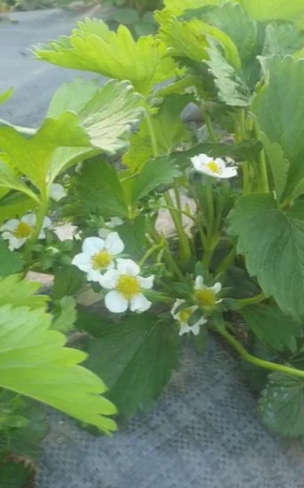 Stoloni/ răsad căpșuni