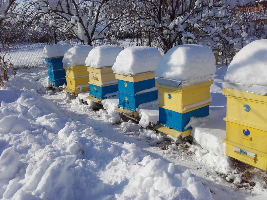 Продавам пчелни семейства