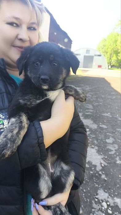 Отдам даром щенят