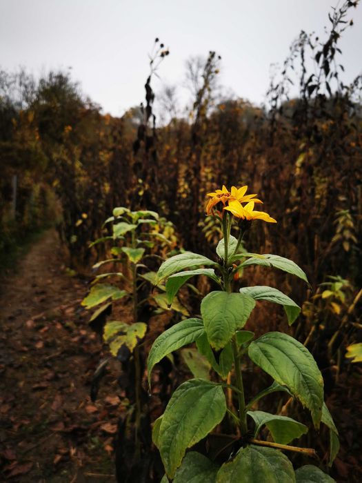 Topinambur alb și roz, fără nici un fel de pesticide