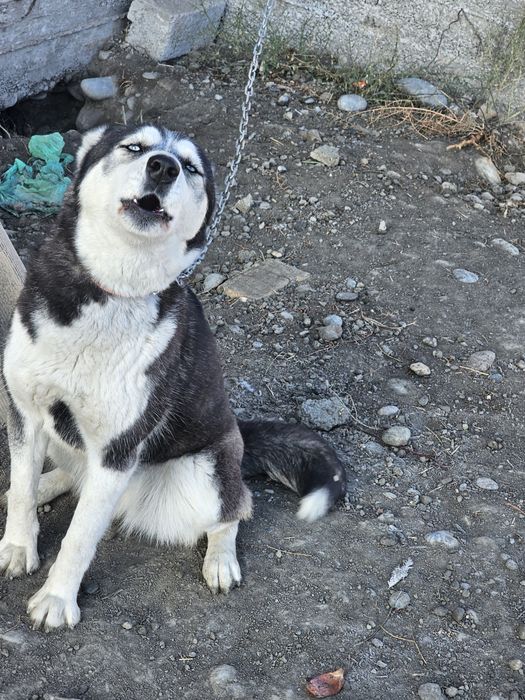 Сибирский хаски,7 месяцев,Девочка,цена 100$