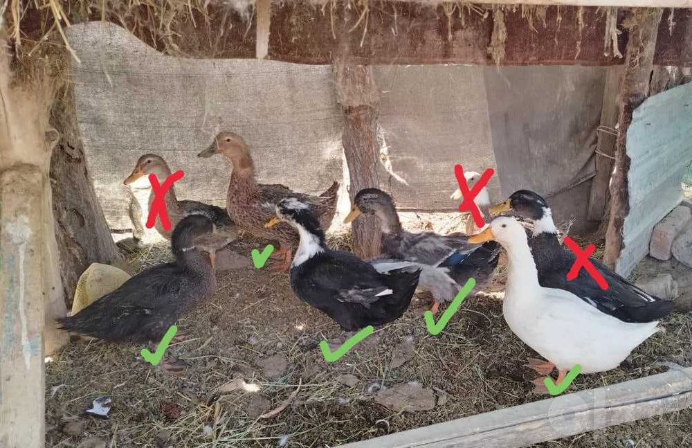 Продаются домашние утки