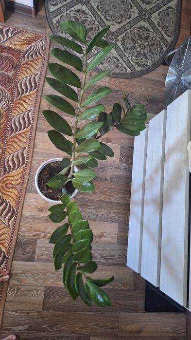 Продам денежное дерево высота 1м