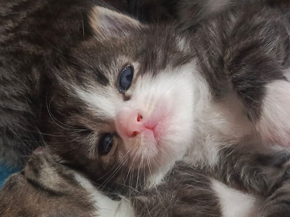 Отдаю котят в добрые руки