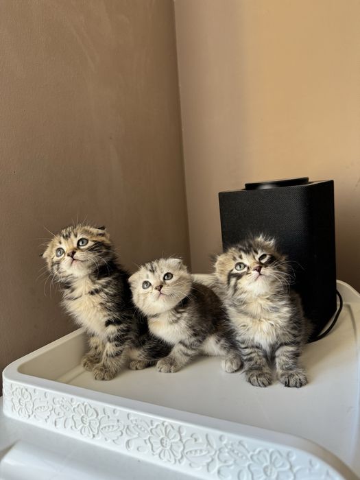 Котята породистые