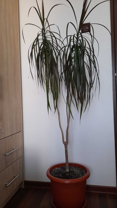 Vand plantă Dracaena naturala 150 inaltime. Doar in Pitești sau in apropiere o aduc acasa!