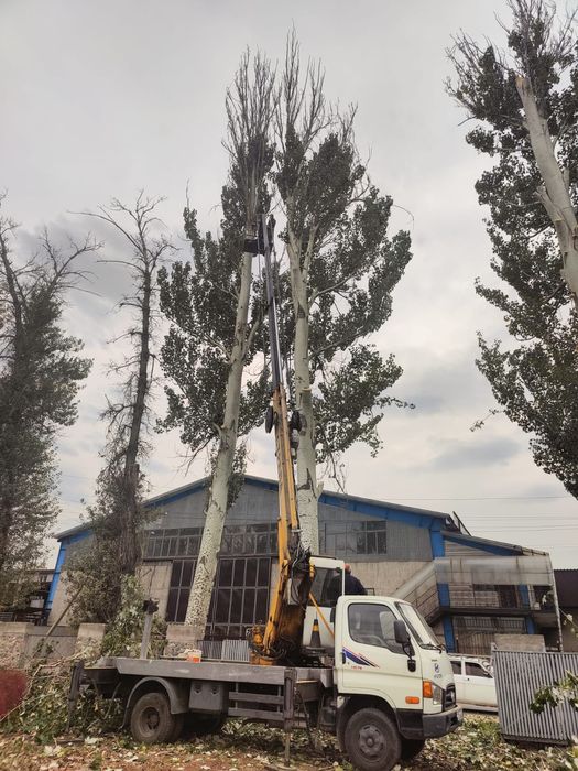 Спил деревьев обрезка плодовых