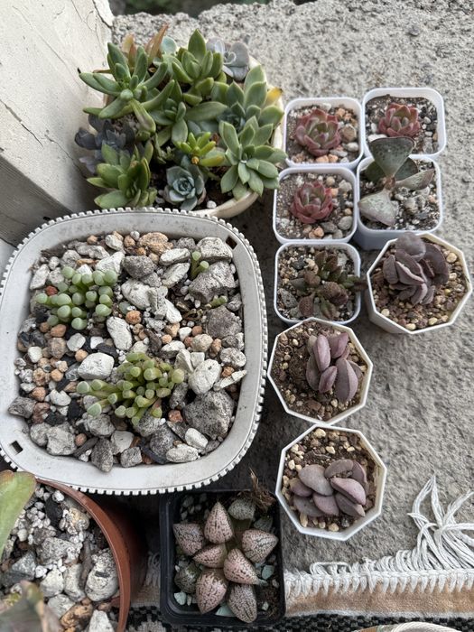 Суккулеты литопсы