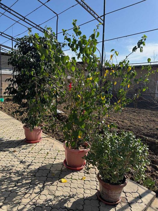 продаются цветы для огорода