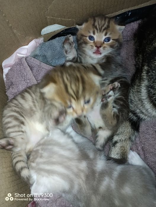 Шотландские милые комочки