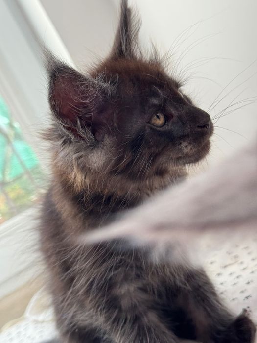 Котенца Мейн Кун