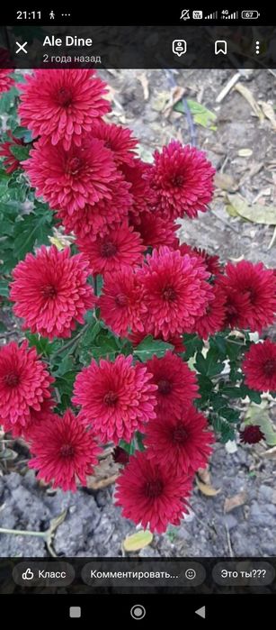 хризантемы, разные цвета