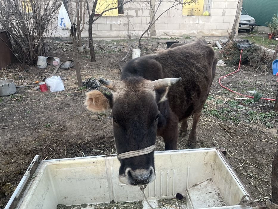 Сиыр бузаумен 4 айлык 3 тума