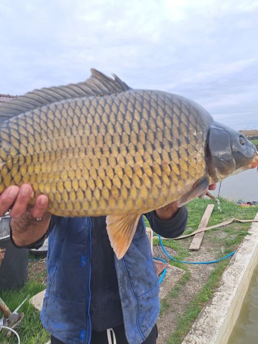 Peste populat balti si consum! Peste crap