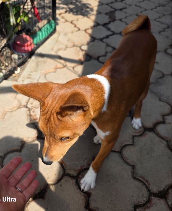 Adoptie pui Basenji 6 luni