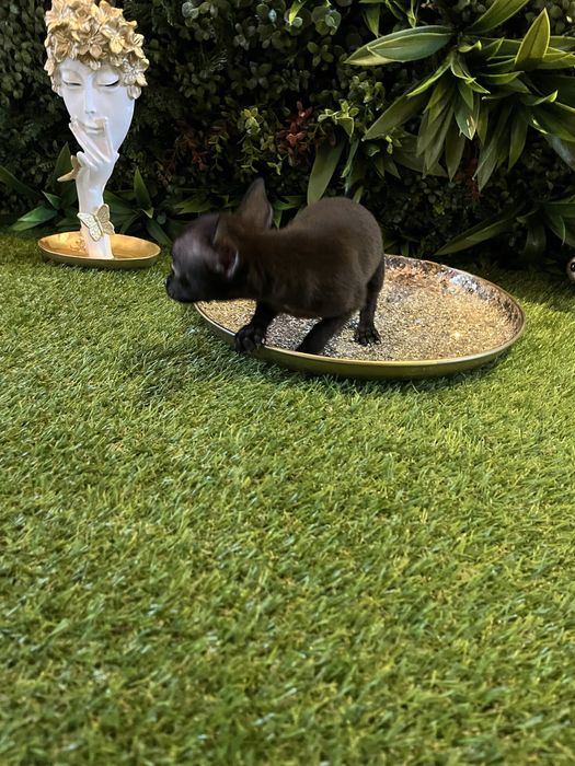 Baietel Chihuahua mini