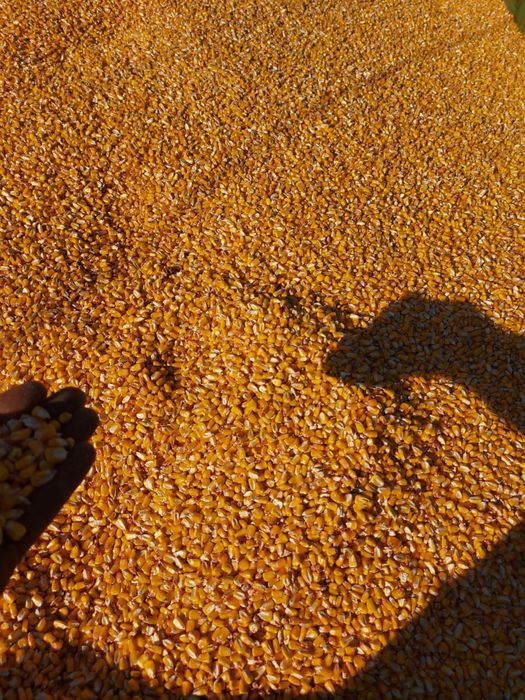 Porumb boabe, floarea soarelui,