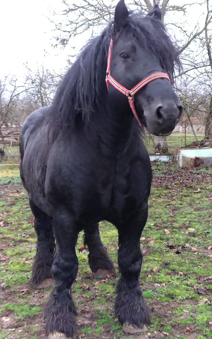 Armăsari pentru monta blond și negru