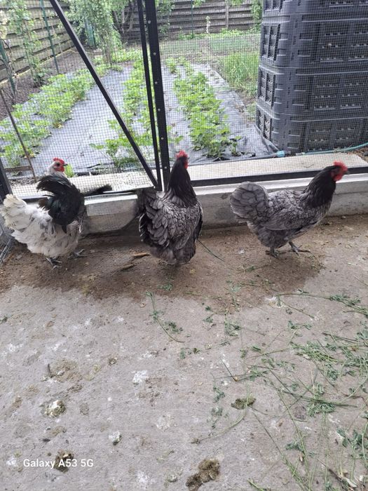 Gaini australorp