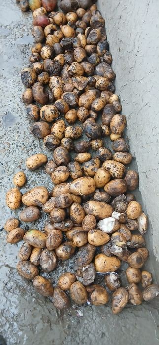 Mol yeydigan kartoshka