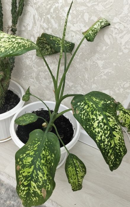 Дифенбахия, цветы.