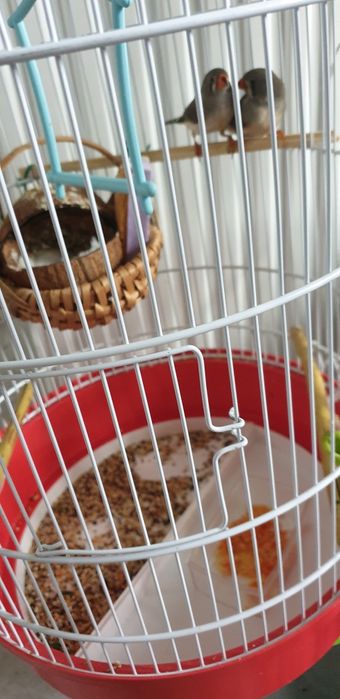 Zebre australiene tinere