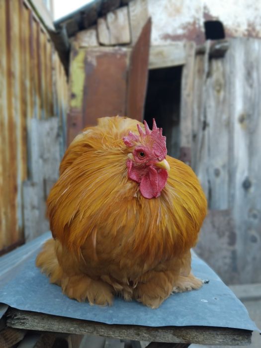 Pereche gaini cochinchina