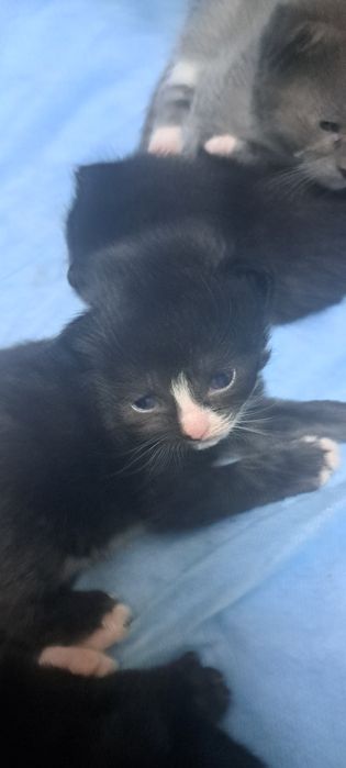 Отдам котят 1 мес