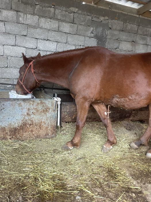 Бие сатылады бордақыда тур