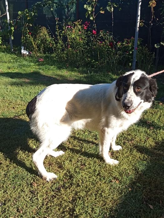 Ciobănesc de Bucovina