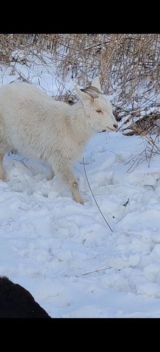 Продам козу годовалая