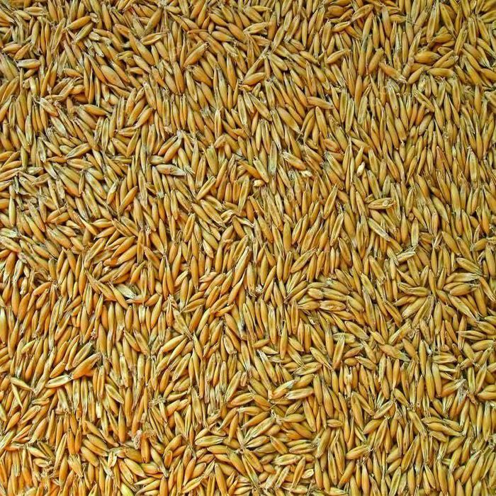 Продам овес на экспорт / Сұлы / 大量供应燕麦 / Oats for Export