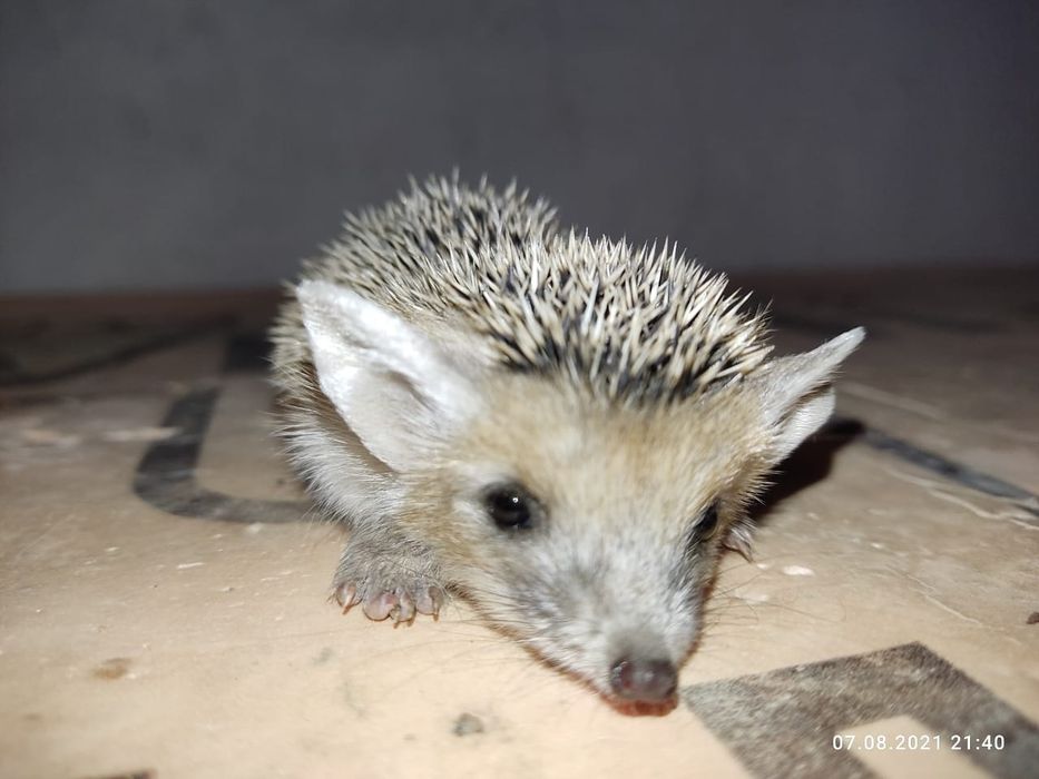 Молодой лесной Ушастый ёжик