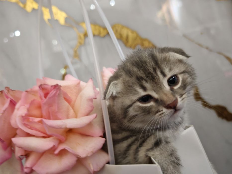 Продам милого котёнка