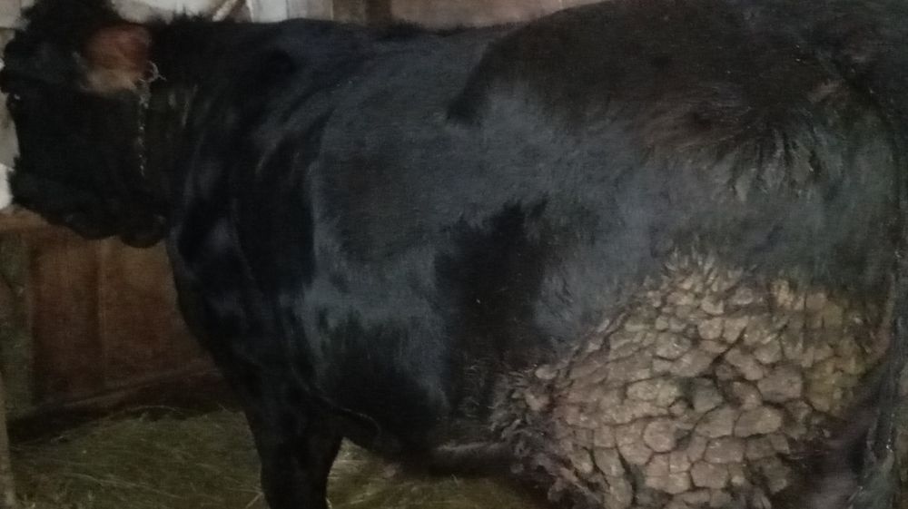 Vând juncă Angus de 2 ani