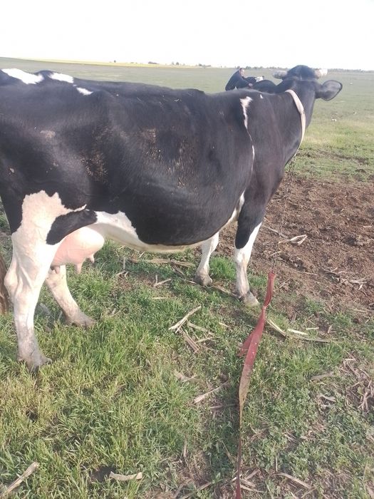 Vaci de vânzare  bune de lapte ,montate recent,blânde tinere la al 2 vitel