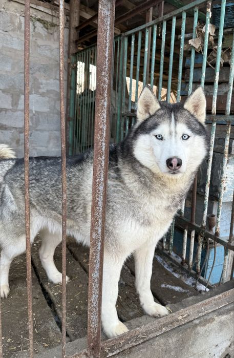 Сибирский хаски в добрые руки