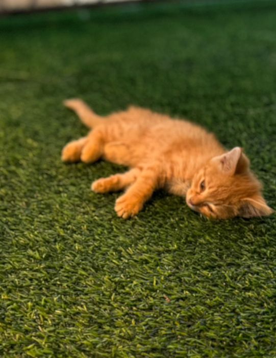 Отдам котят даром