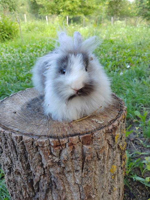 Vând iepuri cap de leu