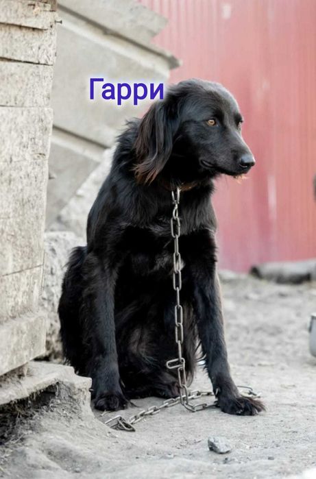 Дарю в добрые и ответственные руки