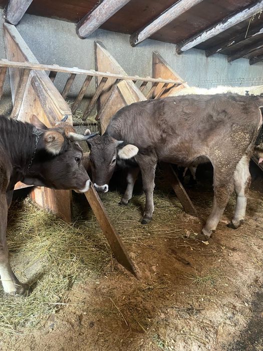 vănd juncă brună de maramureș gestantă