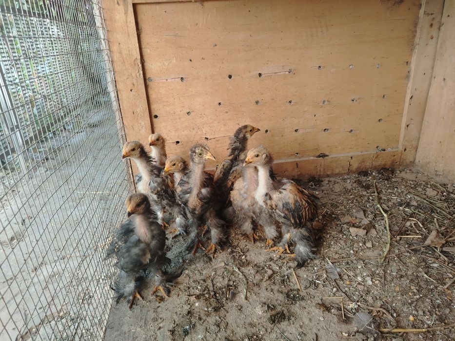 БРАМА Палвий Пух Жужалари 2 Ойли