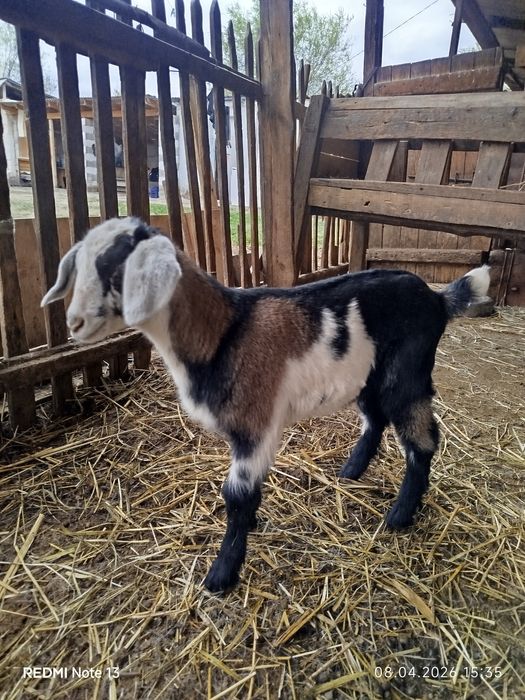 Англонубиский теке лак