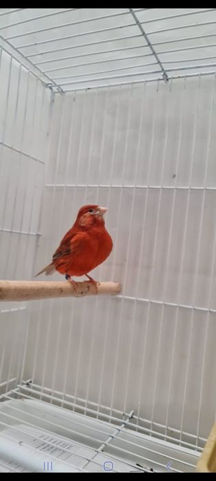 Канарейки ( кэнар )