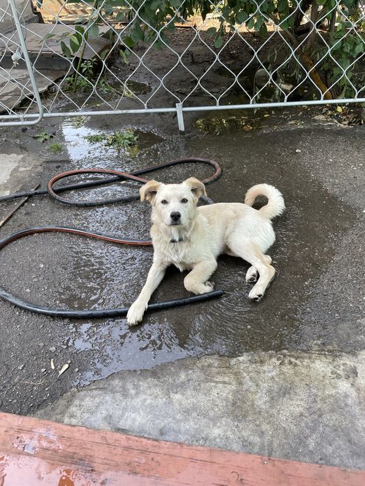 Отдам собачку